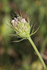 Tordylium officinale