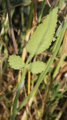 Tordylium officinale