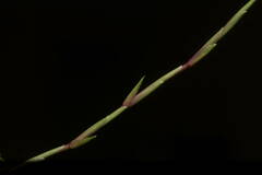 Zoysia pacifica