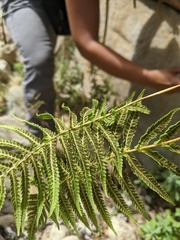 Pelazoneuron puberulum