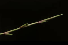 Zoysia pacifica