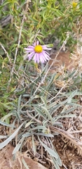Erigeron clokeyi