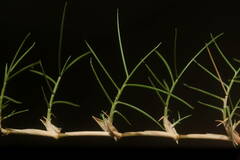 Zoysia pacifica