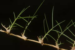 Zoysia pacifica