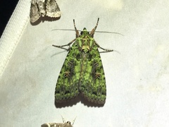 Anaplectoides virens