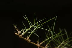 Zoysia pacifica