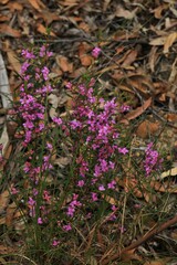 Boronia hapalophylla