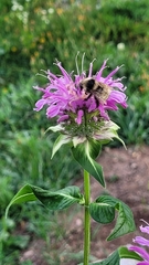 Bombus borealis image