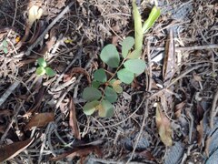 Phyllanthus leucanthus
