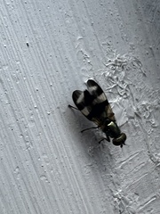 Chaetopsis fulvifrons