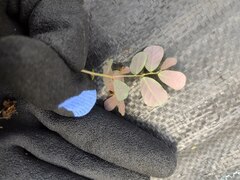 Phyllanthus leucanthus