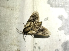 Kentrochrysalis consimilis