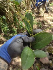 Citharexylum caudatum