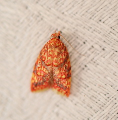 Lophopepla igniferella