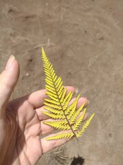 Pityrogramma austroamericana