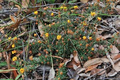 Pultenaea robusta