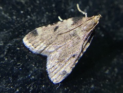 Aglossa costiferalis