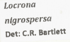 Locrona nigrospersa