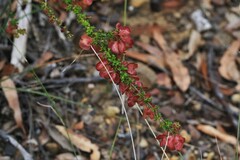 Dodonaea crucifolia