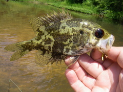 Ambloplites ariommus