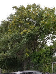 Ailanthus altissima