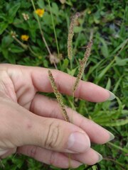 Paspalum fimbriatum