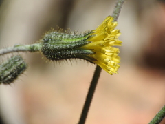 Hieracium pringlei