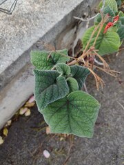 Clerodendrum paniculatum