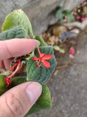 Clerodendrum paniculatum