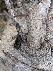 Phaenops