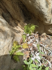 Pelazoneuron puberulum