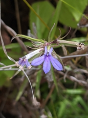Palmerella debilis serrata