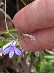 Palmerella debilis serrata
