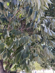 Fraxinus americana
