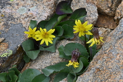 Senecio amplectens holmii