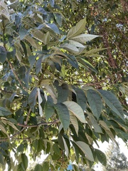 Fraxinus americana