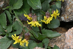 Senecio amplectens holmii
