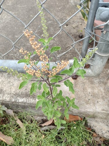 Ocimum tenuiflorum observed 2022-07-30