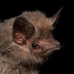Peropteryx macrotis