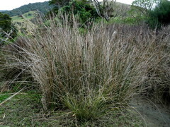 Carex litorosa
