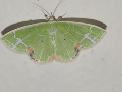 Comibaena nigromacularia