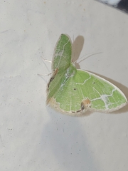 Comibaena nigromacularia
