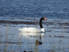Cygnus melancoryphus