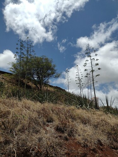 Agave sisalana