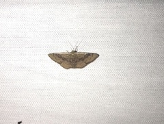 Leptostales rubromarginaria
