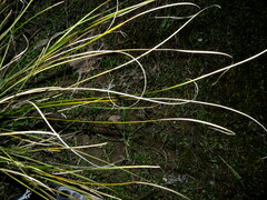 Carex litorosa