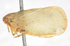 Monoflata brasiliensis