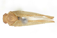 Monoflata brasiliensis