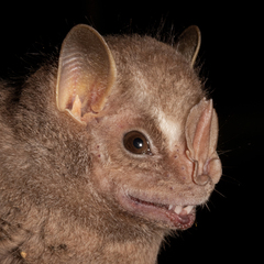 Chiroderma villosum