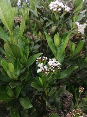 Ageratina pseudochilca